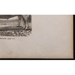 1860 - Bœufs de race limousine 