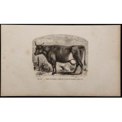 1860 - Vache de Lourdes, variété de la race des Pyrénées 