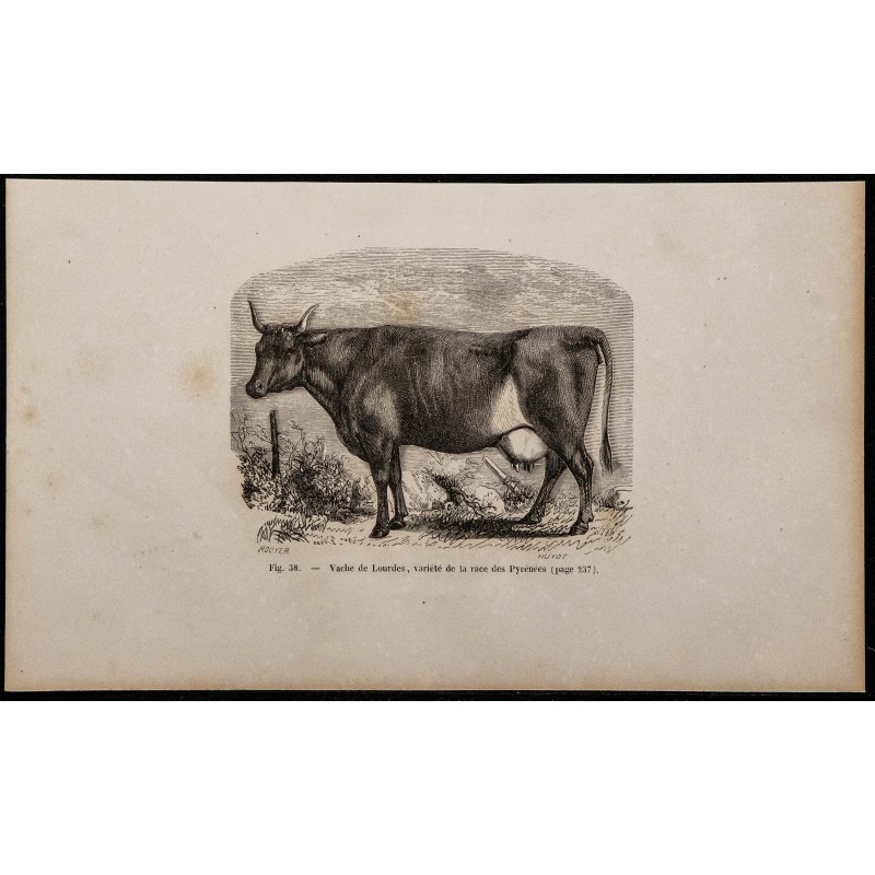1860 - Vache de Lourdes, variété de la race des Pyrénées 