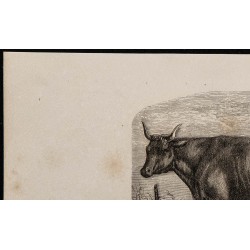 1860 - Vache de Lourdes, variété de la race des Pyrénées 