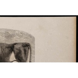 1860 - Vache de Lourdes, variété de la race des Pyrénées 