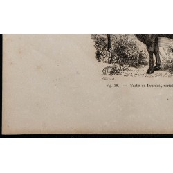 1860 - Vache de Lourdes, variété de la race des Pyrénées 