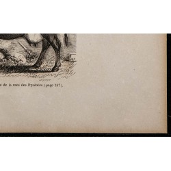 1860 - Vache de Lourdes, variété de la race des Pyrénées 