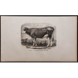 1860 - Vache de race mancelle 