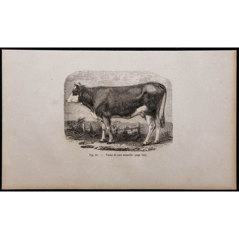 1860 - Vache de race mancelle 