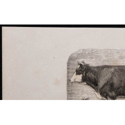 1860 - Vache de race mancelle 