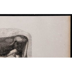 1860 - Vache de race mancelle 