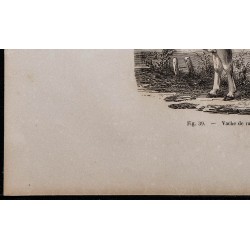 1860 - Vache de race mancelle 