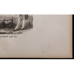 1860 - Vache de race mancelle 