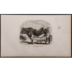 1860 - Boeuf du Morvan 