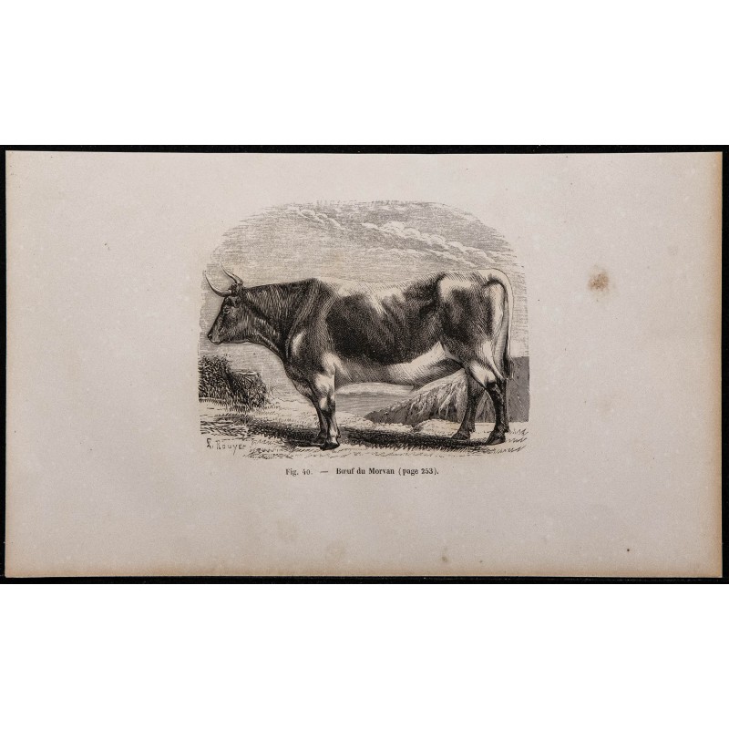 1860 - Boeuf du Morvan 