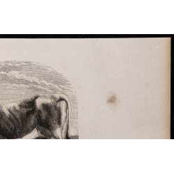 1860 - Boeuf du Morvan 