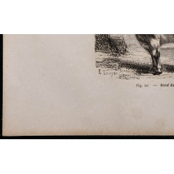 1860 - Boeuf du Morvan 