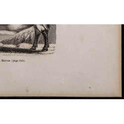 1860 - Boeuf du Morvan 