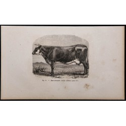 1860 - Race normande, variété cotentine 