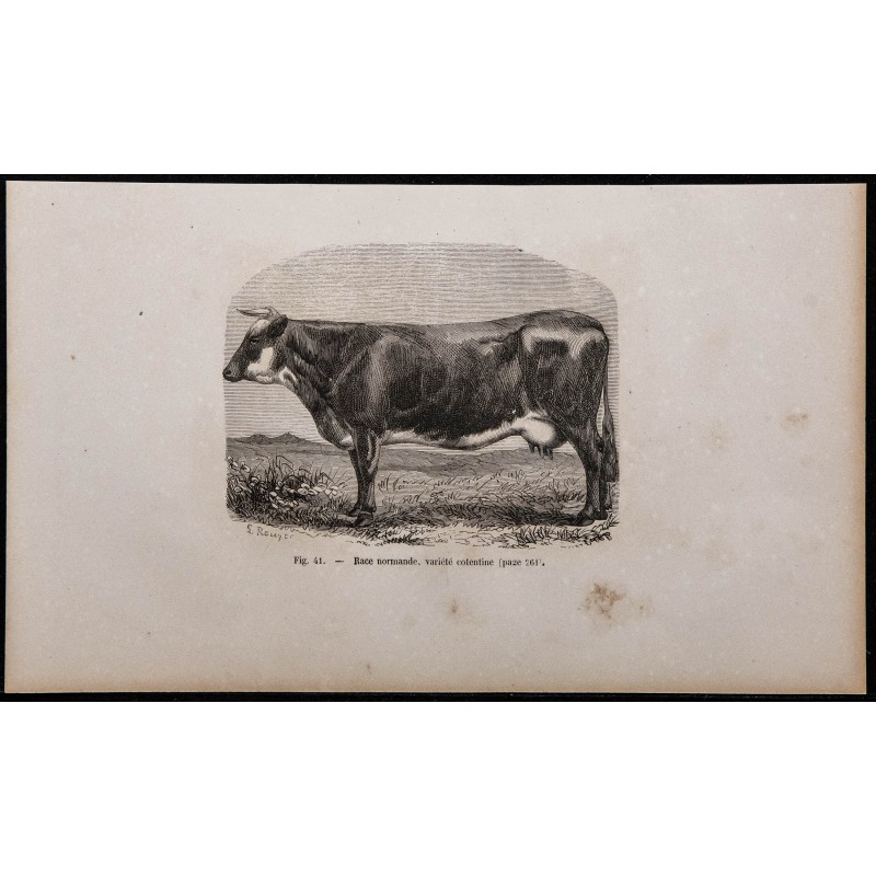 1860 - Race normande, variété cotentine 