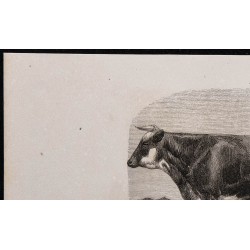 1860 - Race normande, variété cotentine 