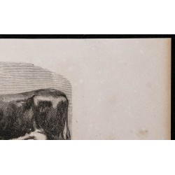 1860 - Race normande, variété cotentine 