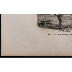 1860 - Race normande, variété cotentine 