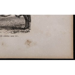 1860 - Race normande, variété cotentine 