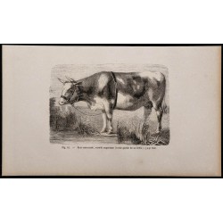 1860 - Race normande, variété augerone 
