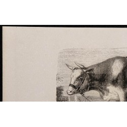 1860 - Race normande, variété augerone 