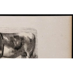 1860 - Race normande, variété augerone 