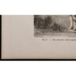 1860 - Race normande, variété augerone 