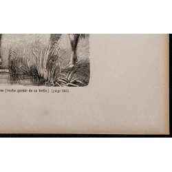 1860 - Race normande, variété augerone 