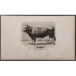1860 - Taureau de race parthenaise 