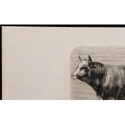 1860 - Taureau de race parthenaise 