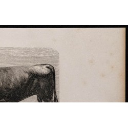 1860 - Taureau de race parthenaise 