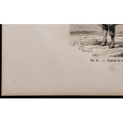 1860 - Taureau de race parthenaise 