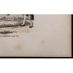 1860 - Taureau de race parthenaise 