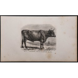 1860 - Bœuf maraîchin, variété de la race parthenaise 