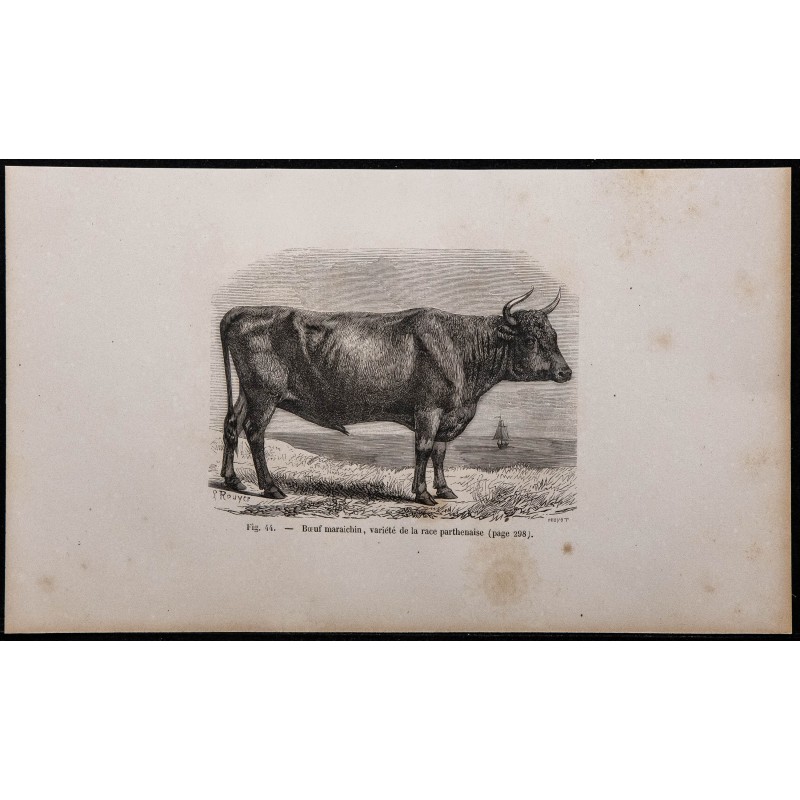 1860 - Bœuf maraîchin, variété de la race parthenaise 