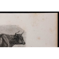 1860 - Bœuf maraîchin, variété de la race parthenaise 