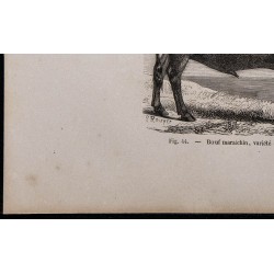 1860 - Bœuf maraîchin, variété de la race parthenaise 
