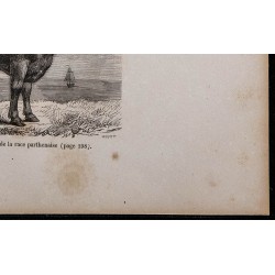 1860 - Bœuf maraîchin, variété de la race parthenaise 