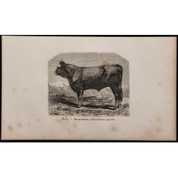 1860 - Race pyrénéenne, variété barétoune. 