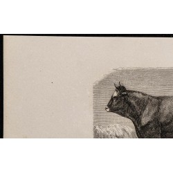1860 - Race pyrénéenne, variété barétoune. 