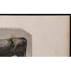 1860 - Race pyrénéenne, variété barétoune. 