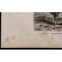 1860 - Race pyrénéenne, variété barétoune. 