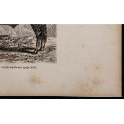 1860 - Race pyrénéenne, variété barétoune. 