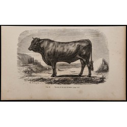 1860 - Taureau de la race de Salers 