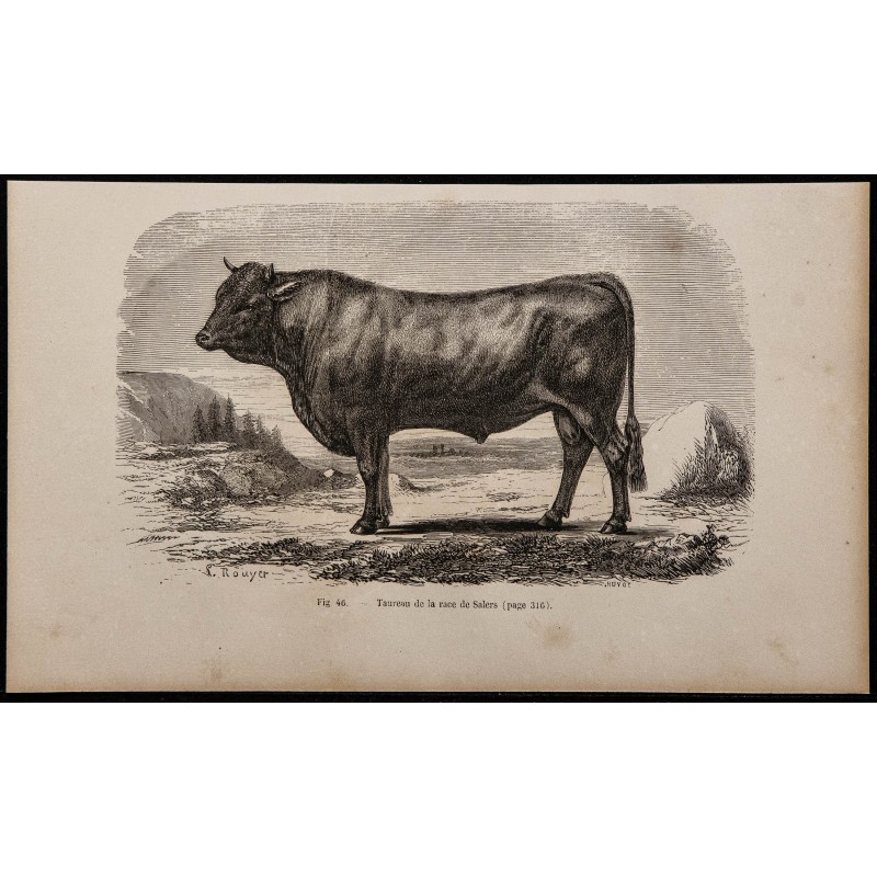 1860 - Taureau de la race de Salers 