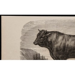 1860 - Taureau de la race de Salers 