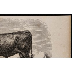 1860 - Taureau de la race de Salers 