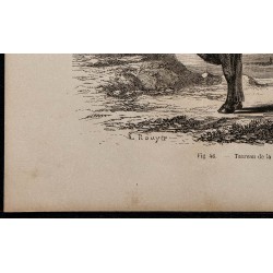 1860 - Taureau de la race de Salers 
