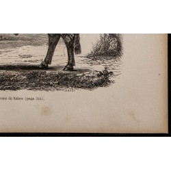 1860 - Taureau de la race de Salers 